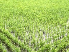 懒人稻适合哪些地区种植,为什么不推广懒人稻