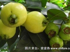 蒲桃的栽培技术