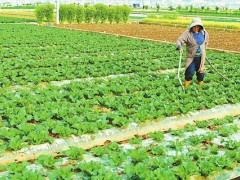 各种蔬菜的种植时间,蔬菜分为喜热型、喜寒型和