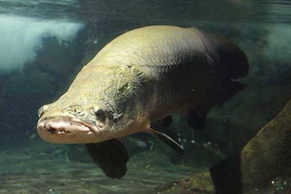 巨骨舌鱼养殖方法