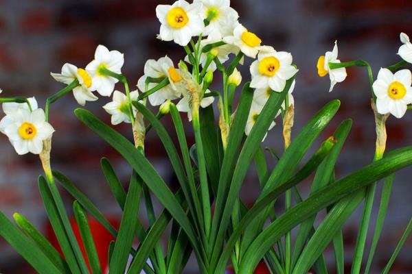 水仙花生长过程（图解） 水仙花什么时候种