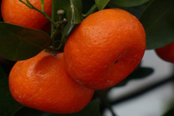 橘子树怎么种 橘子种植方法与注意事项