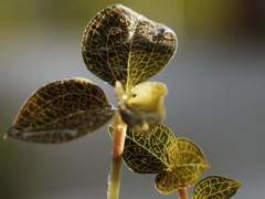 金线莲的生长环境,金线莲怎样繁殖