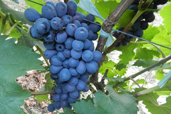 夏黑葡萄种植技术视频