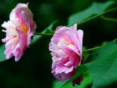 木芙蓉花功效与作用,木芙蓉花药用价值