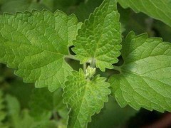 荆芥怎么种,荆芥种植时间和方法