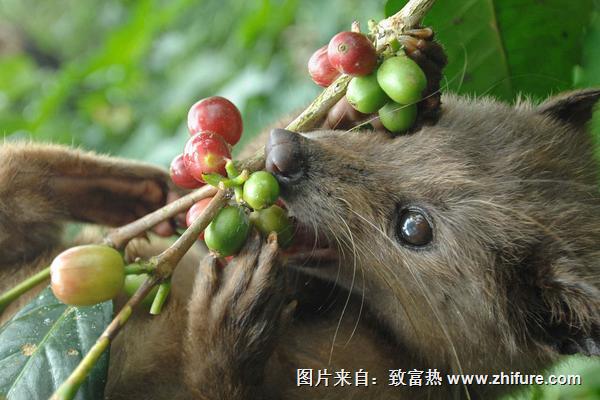 2018养果子狸<a href=https://www.dadasou.com/news/93887.html target=_blank class=infotextkey>赚钱</a>吗？果子狸养殖的利润与投资成本及前景预测