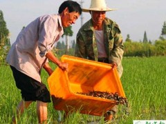 养殖台湾泥鳅投料喂养的三个注意事项