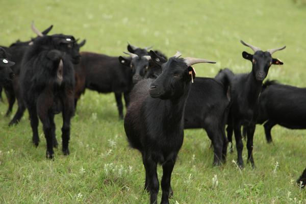 养30只黑山羊要多少钱 黑山羊养殖前景及利润怎么样