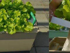 家庭室内无土种植蔬菜,选择合适的品种