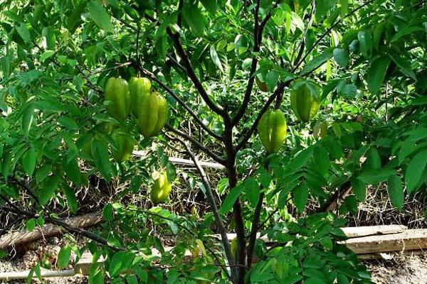 杨桃怎么种 杨桃种植方法与注意事项