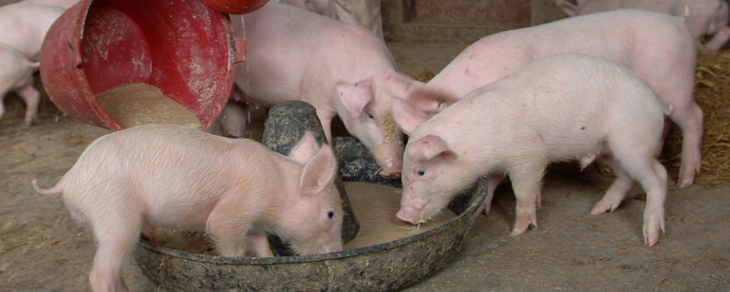 养猪的基本知识，三个基本成长阶段需做好科学喂养