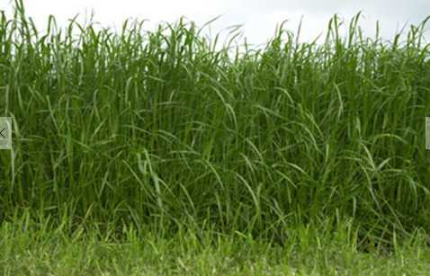 黑麦草适合什么样的生长环境 黑麦草的病虫防害