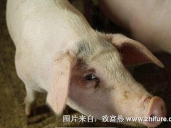 小猪腹泻死亡率为何比大猪腹泻死亡率高?