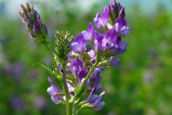 紫花苜蓿的功效与作用及禁忌 苜蓿草的药用价值