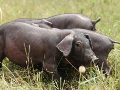 养黑猪选那个品种好,生态黑猪的养殖的风险是什