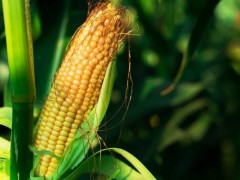 玉米多少天成熟,玉米怎么种才能高产