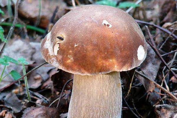 牛肝菌市场价格多少钱一斤 牛肝菌产地在哪里