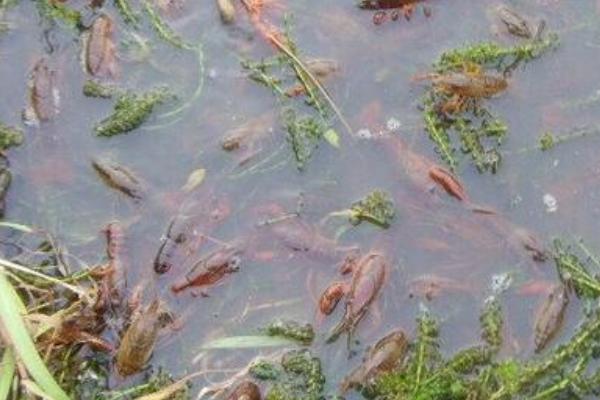 稻田小龙虾养殖技术 小龙虾养殖条件