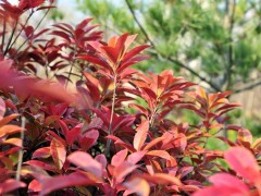 红叶石楠扦插繁殖方法,红叶石楠怎么修剪枝叶