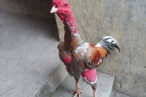 越南斗鸡市场价格多少钱一只 越南最贵血统斗鸡是什么