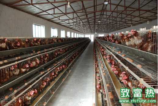冬季鸡场疫病高发 紧急接种更使用于哪些鸡病