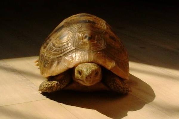 缅甸陆龟怎么养 缅甸陆龟能长多大