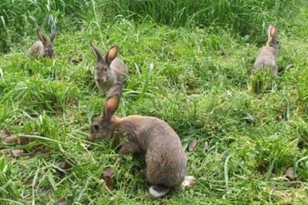 2018养兔子赚钱吗？养兔子的利润与投资成本及前景预测