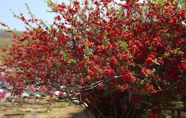 贴梗海棠图片大全 贴梗海棠花语及寓意