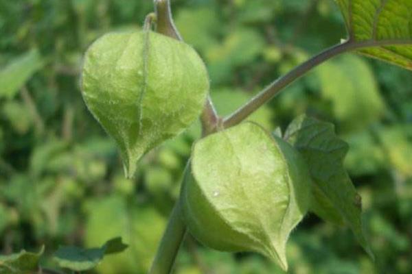 灯笼果种植技术 灯笼果什么时候种植