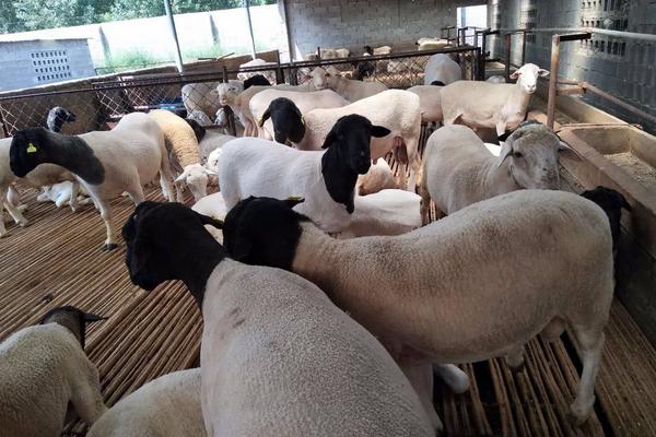 农村很多人不知道的养羊技术，按这六点做可以明显提升出栏率