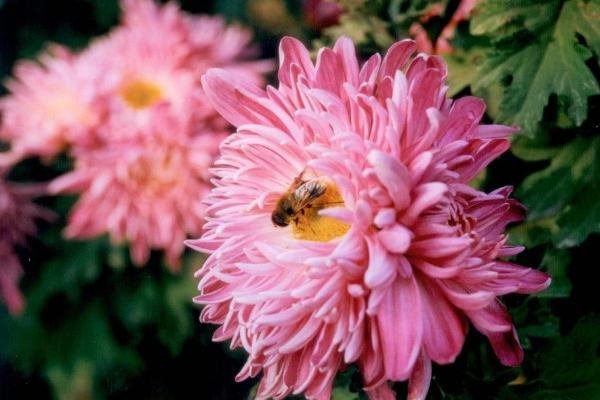 菊花种子市场价格多少钱一斤 菊花种子怎么种