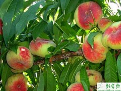 种桃树黄化病的防治