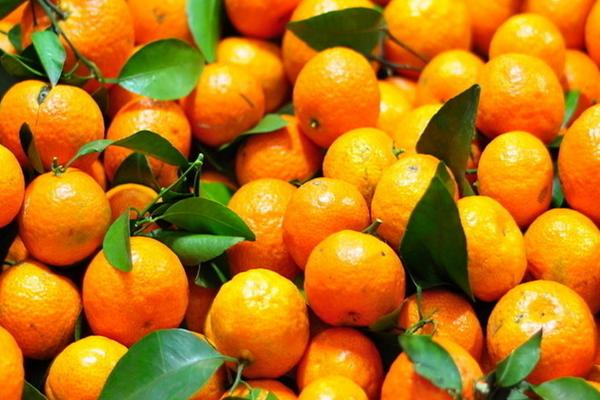 2018种柑橘赚钱吗？柑橘种植的利润与投资成本及前景预测