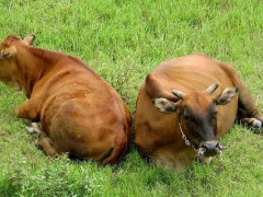 怎样养肉牛,肉牛科学养殖技术