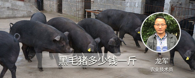 黑毛猪多少钱一斤