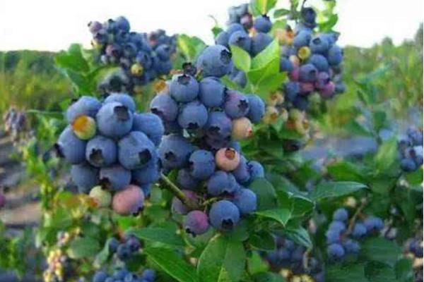 蓝莓种植一亩的成本是多少 蓝莓种植适合什么地方