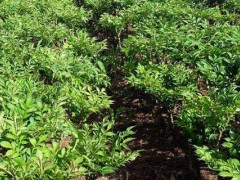 魔芋种植方法与种植条件,对肥料需求较大