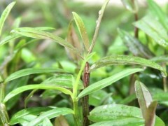 铁皮石斛的种植要求,土壤和环境及温度是关键