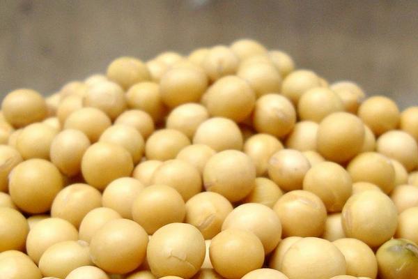 黄豆市场价格多少钱一斤 哪里产的黄豆最好