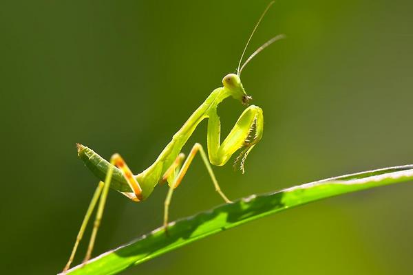 十大有益昆虫介绍 节肢动物和昆虫的区别是什么
