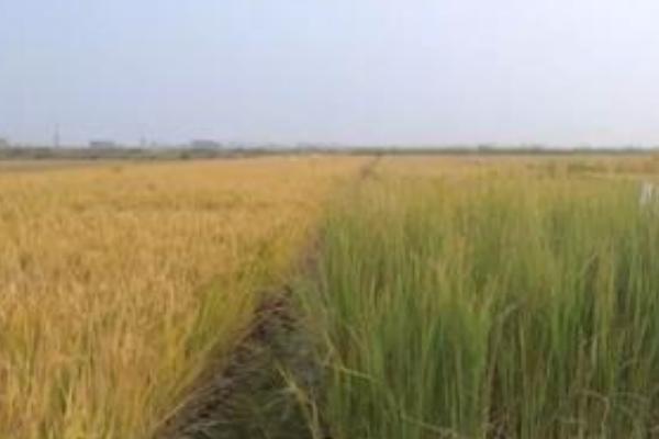 海水稻种植的条件
