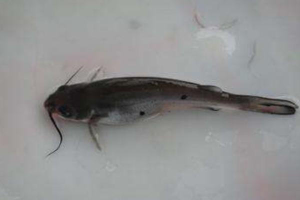 斑点叉尾鮰鱼市场价格多少钱一斤 斑点叉尾鮰鱼好吃吗