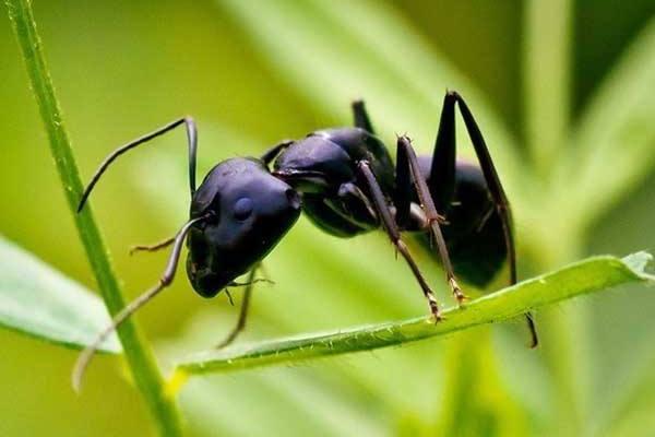 黑蚂蚁的功效与作用及禁忌 黑蚂蚁的药用价值