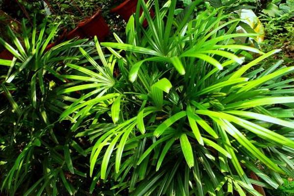 棕竹图片大全 棕竹有哪些品种