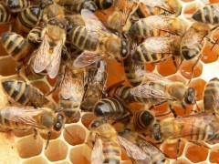 养蜂初学者该怎么做,蜜蜂快速繁殖技术