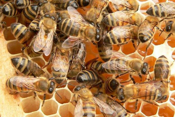 养蜂初学者该怎么做 蜜蜂快速繁殖<a href=https://www.dadasou.com/news/142649.html target=_blank class=infotextkey>技术</a>
