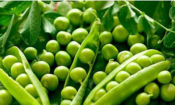 豌豆市场价格多少钱一斤 豌豆的做法