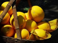 黄河蜜瓜功效与作用及禁忌,黄河蜜瓜营养价值