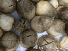 2018种草菇赚钱吗?草菇种植的利润与投资成本及前